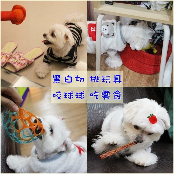 Be將無法抗拒零食和玩具，吃東西前還可以玩個黑白切！　江幸芸/攝