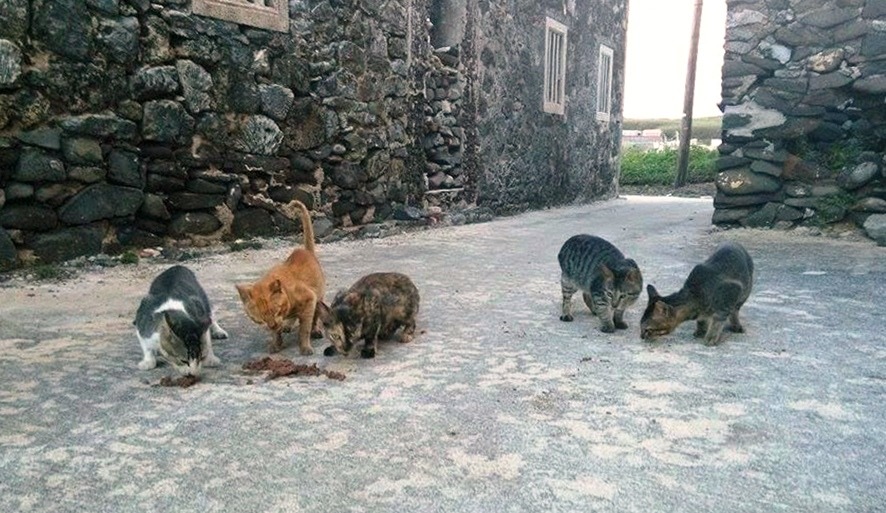 望安水垵村的島貓們,圖中貓咪都已結紮完成。 取自駐紮任務 TNvR Mission Camp