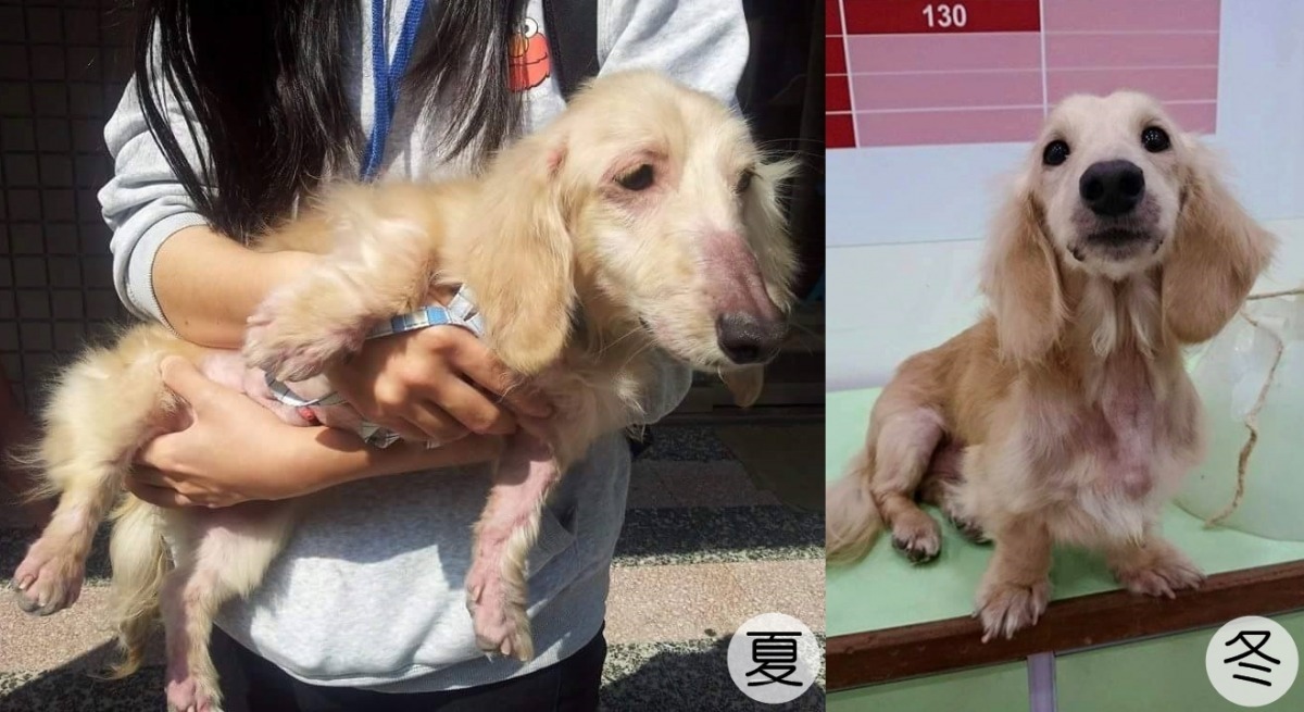 長毛臘腸王子麵的皮膚病問題非常嚴重，只要一到夏天，皮膚就會發紅脫毛。　張光瑋/提供