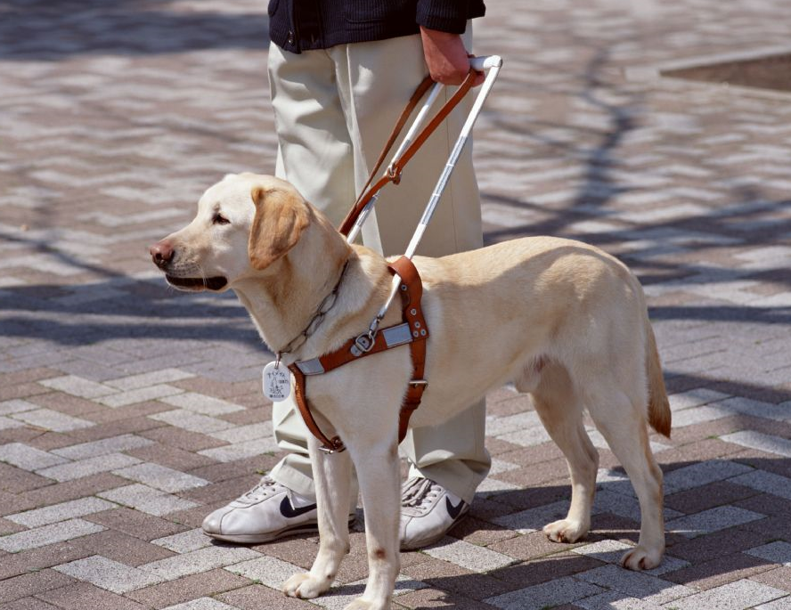 杜白期望更多工作犬在退休後能得到完善的照顧。取自網路