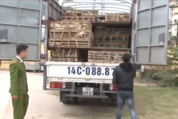 廢棄物處理業者將一籠一籠貓咪壓碎後掩埋，但動保團體認為有些貓咪是被活埋。　取自Youtube