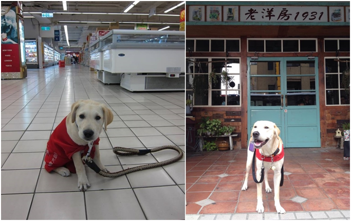 除了賣場和交通工具,寄養家庭的爸媽也會主動帶導盲幼犬到處趴趴走,以熟悉各種街道環境。Link兩個多月大(左)時的賣場訓練也是在家樂福進行哦! Link小日子/提供