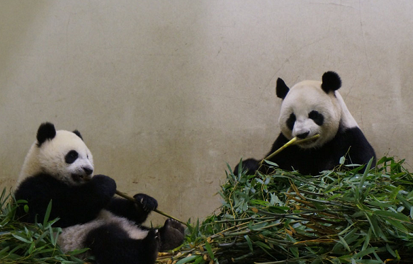 因為高溫多雨的氣候，讓圓仔只能宅在室內。　圖/台北市立動物園