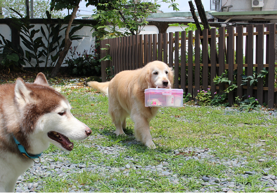 這隻愛提物的黃金獵犬叫「豬仔」，已卸下教育宣導工作，是勇敢的抗癌天使。　　何宜/攝