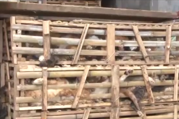 上千隻被塞在竹籠裡的走私「肉用貓」經警方查獲後，下場還是死路一條。　取自Youtube