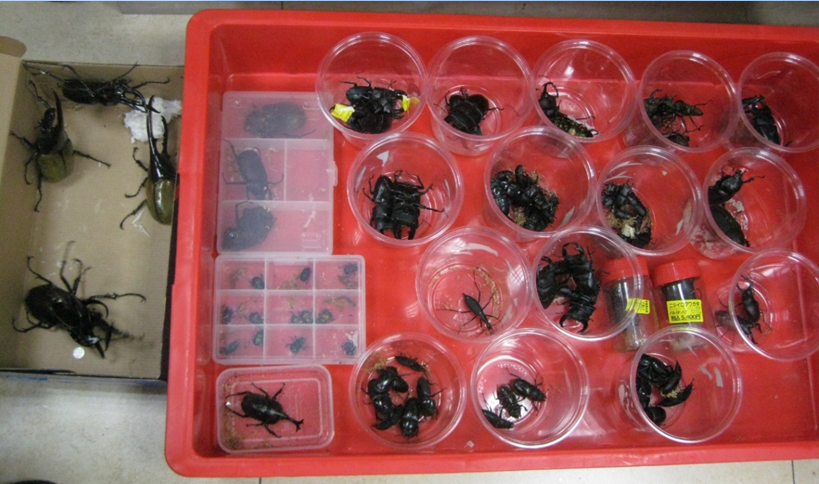 這104隻甲蟲種類繁多，防檢局將交給專家檢定。　防檢局/提供