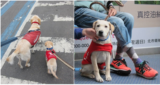 導盲幼犬從小就要受社會化訓練,才能克服很多狗狗都會害怕的各種交通工具哦! Link小日子/提供