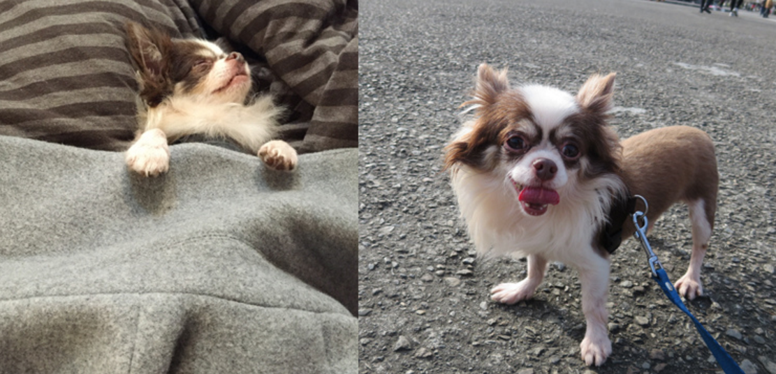 滷蛋幸運的被小安領養。　取自ananchen