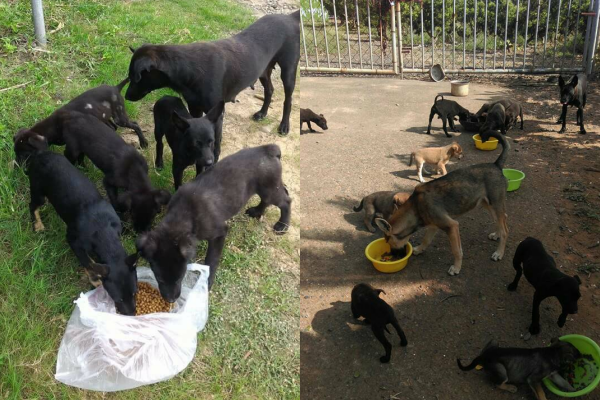 Mandy和另外兩名志工每年都要幫定點餵食的150隻浪犬打疫苗。  Mandy/提供