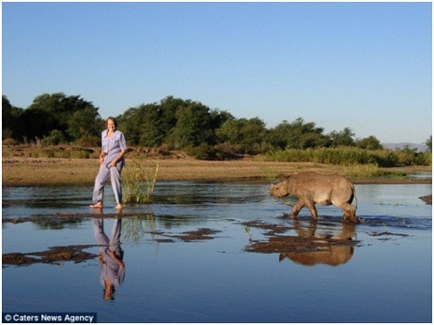 惠特爾領著犀牛吉米在溪中戲水漫步。取自網路