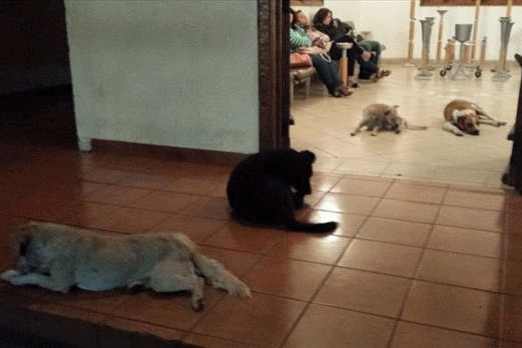 瑪格麗塔的女兒認為,狗狗是來向媽媽道別的。 取自英國《每日郵報》