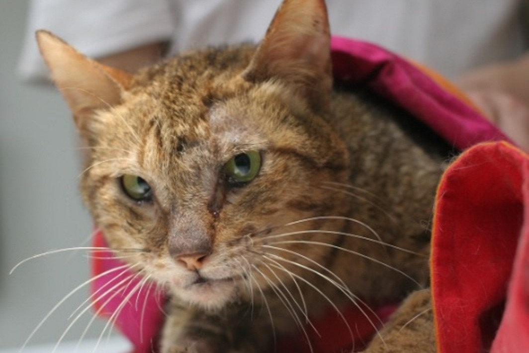 經過兩次手術，寶寶的外觀已經完好如初。  新北市動物保護防疫處/提供