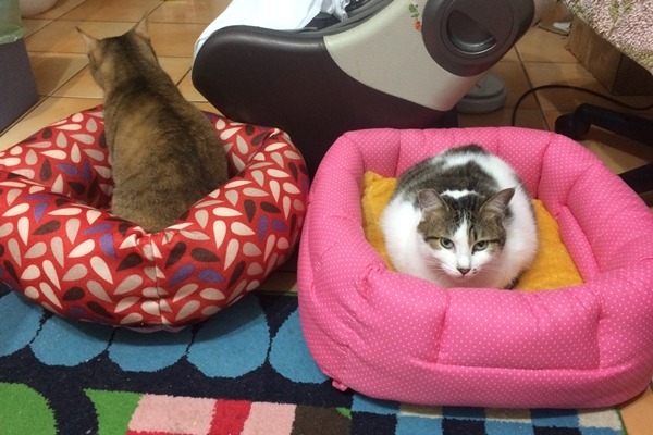 比比酥的貓咪馬上佔領手作寵物床，很給面子！　比比酥/提供