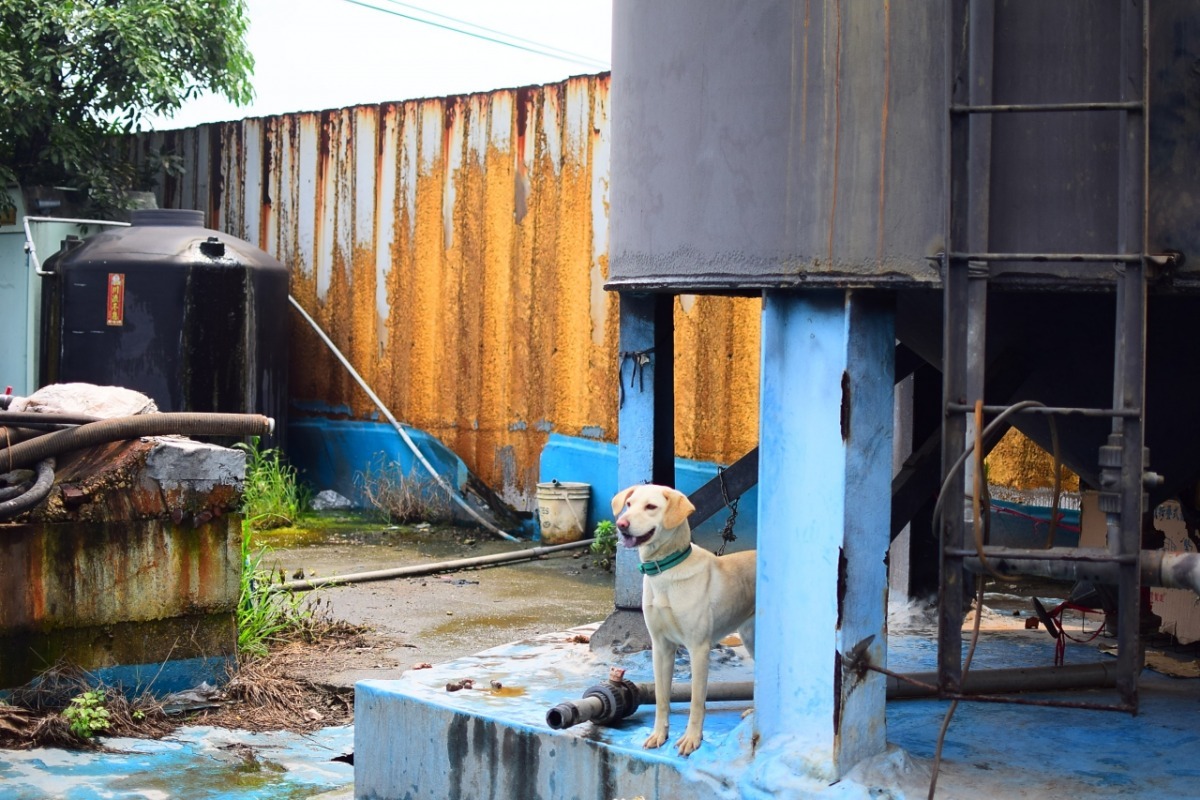 工廠小白就住在油槽桶底下。 江幸芸/攝