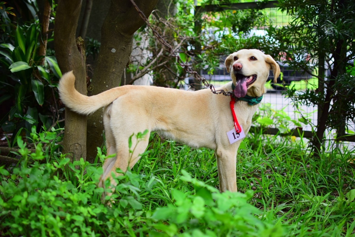 鏡頭捕捉到小白的燦爛笑容。 江幸芸/攝