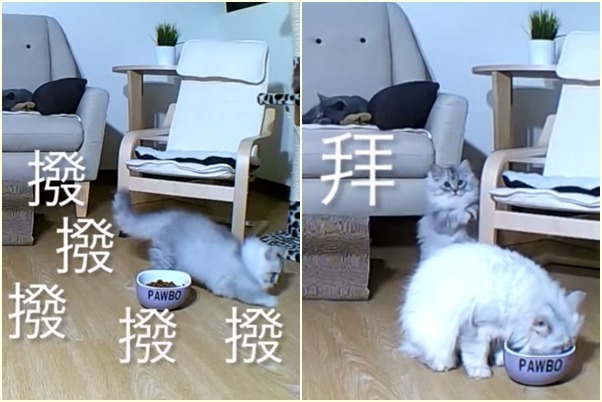 小短腿的怪異舉動,都被鄭喆元用PAWBO拍下來。 取自PAWBO