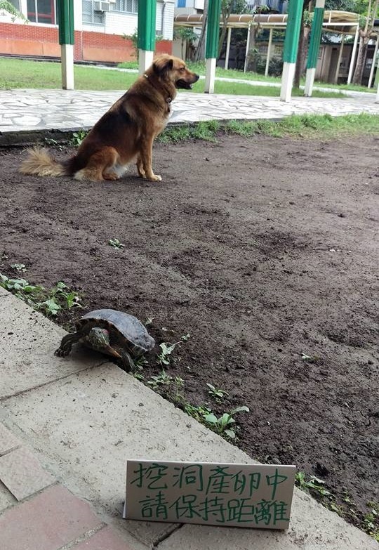 校狗布朗尼和校龜。　Vanessa Lin/提供