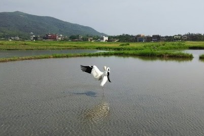 小白鶴昨天早上回到金山。 新北市動保處/提供