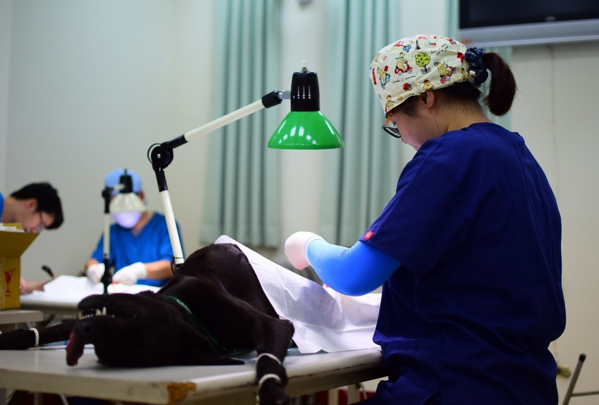 小黑進行絕育手術。 江幸芸/攝