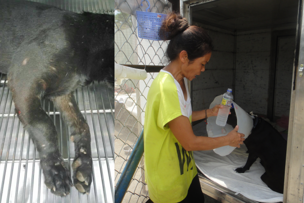 小黑去年遭2台車子撞過，醫療（左圖，志工林小姐/提供）後到紀媽媽的狗園修養，自己入住「單狗套房」（右圖，江幸芸/攝）。