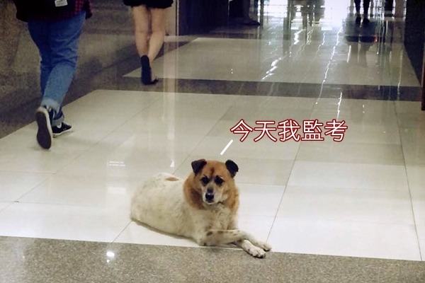 學生期末考，小花來監考。　取自「文化守護神 – 小花」