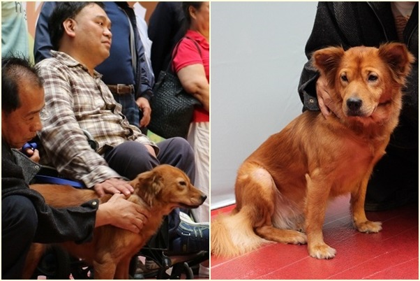 小黃是「台灣貓狗人協會」執行長黃泰山(左圖左二)口中的「問題犬」,愛咬人、又領著一群流浪狗,TN之後R不回去了,現在由黃泰山養在身邊。李娉婷/攝