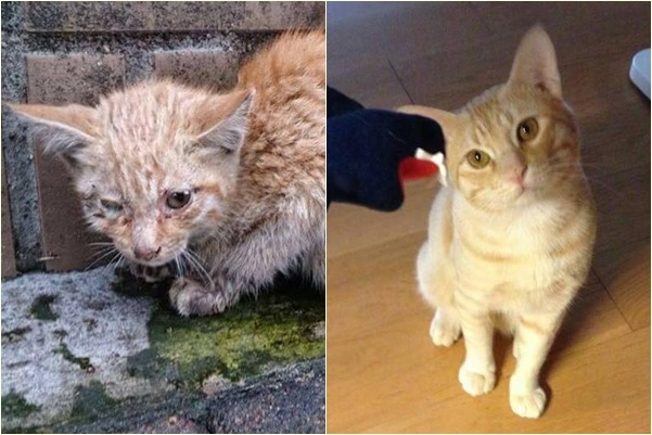 後腿骨折、橫膈膜破裂的「小馬兒」（左圖）經過醫療照顧，現在已經是圓滾滾的「大馬兒」（右圖）。　謝宇柔/提供