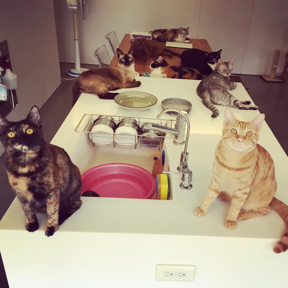 不要小看本喵！我們可是評審哦！　　小跑貓嗚嗚粉絲團/提供