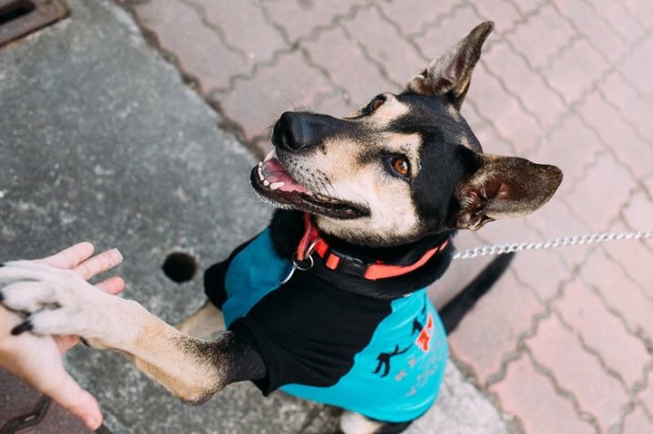 高雄市動保處認真推動校犬計畫，圖為收容所出身的大仁國中校犬超仁。　取自大仁國中校犬專區