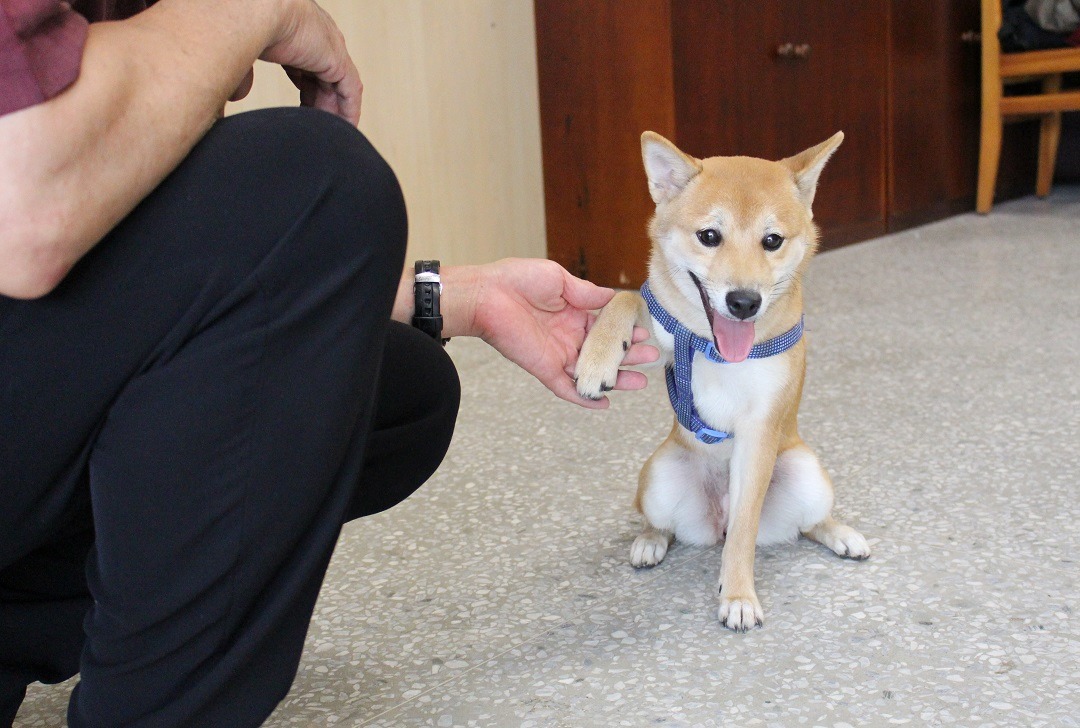 在環境相對安全的校園中，學習正確的跟狗相處，聽起來是不是很棒呢？　黃靖雅/攝