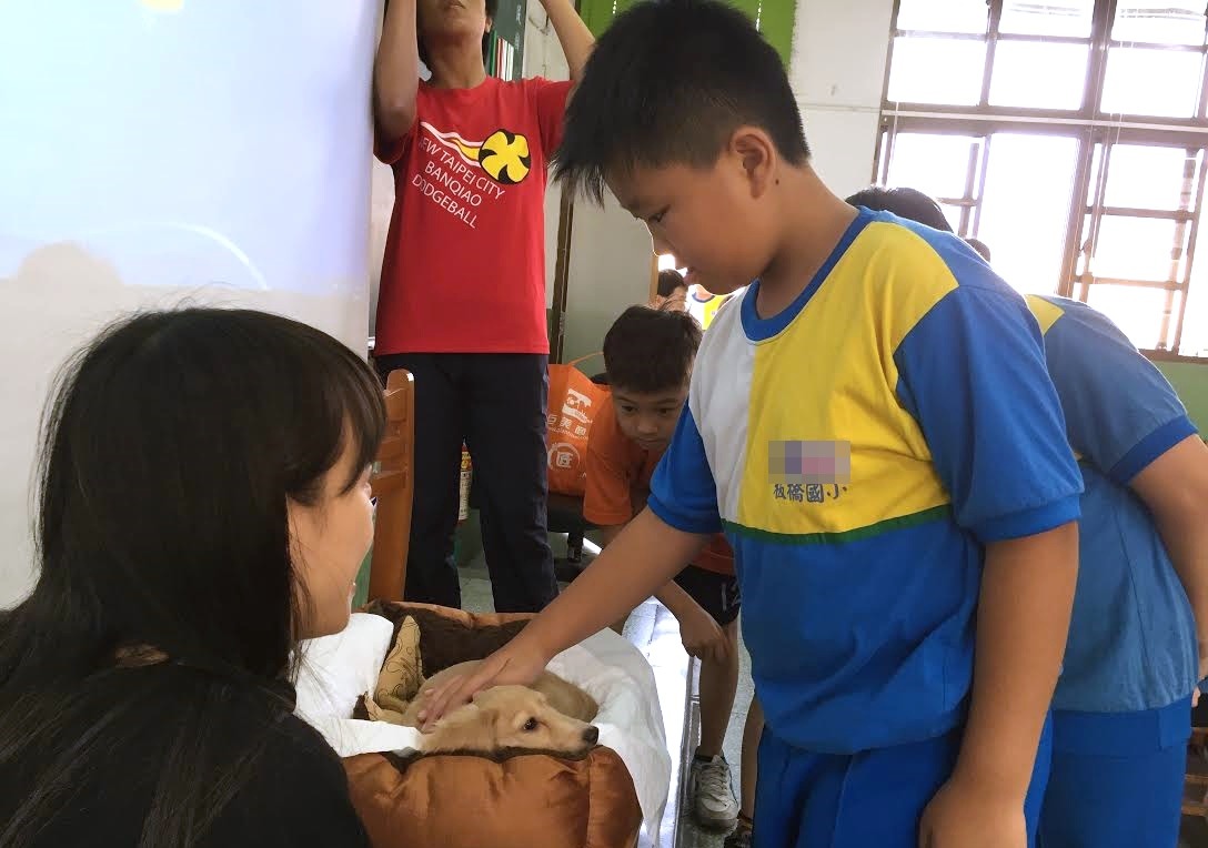 板橋國小伴讀犬小安深受師生喜愛。　羅婉瑜/提供