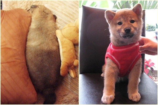 Yumi小時候毛色不均，讓秦綾謙擔心是否沒照顧好，但換毛過後就變成大美女了。　秦綾謙/提供