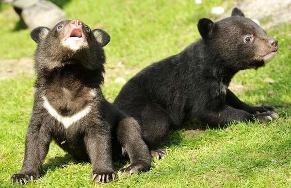台灣黑熊是台灣特有的亞洲黑熊亞種。 取自網路