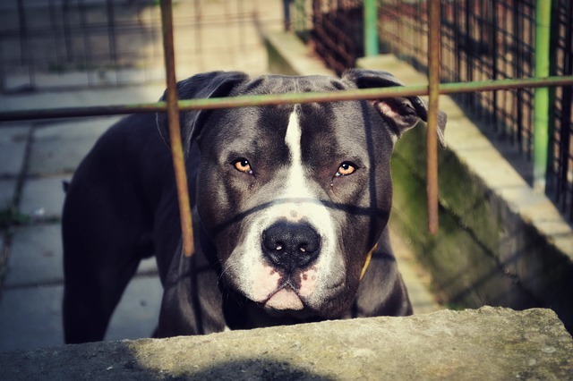 家中有具攻擊性犬隻的飼主未來出入公共場合應幫犬隻配戴牽繩、口罩。　取自網路