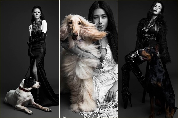 跑飯店拍攝的宣傳照以救援的狗兒為主,左圖和右圖的狗兒來自犬山居,目前仍在尋找有緣人。 跑飯店/提供