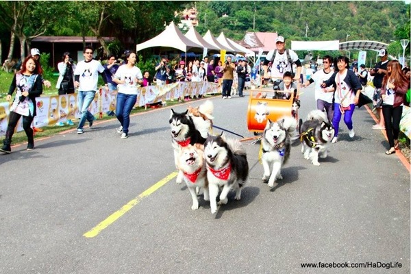 去年10月,吳建興主辦哈士奇的瘋狂雪橇大賽。 張鷹琳/攝‧吳建興/提供