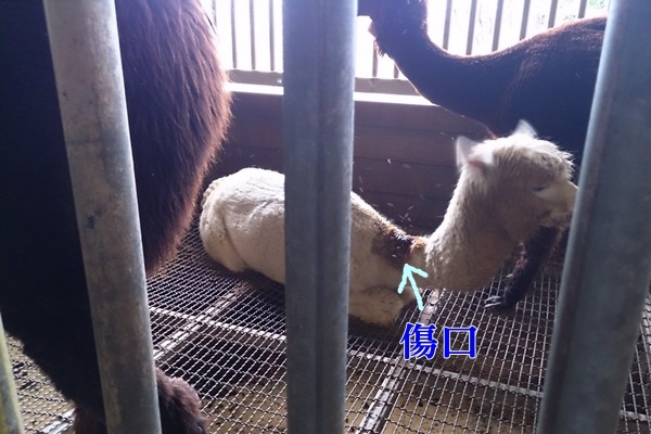 宜蘭葛瑪蘭七賢休閒農場的羊駝身上有傷口，還有蒼蠅亂飛。　TSPCA、動平會/提供