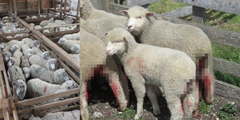 工人在綿羊無麻醉的情況下割尾。 取自PETA