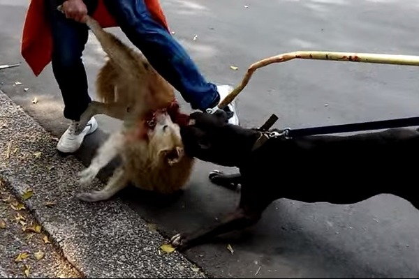 高雄市鳳山大東公園內，飼主放任比特犬咬傷黃狗，引起民眾撻伐。　取自Youtube