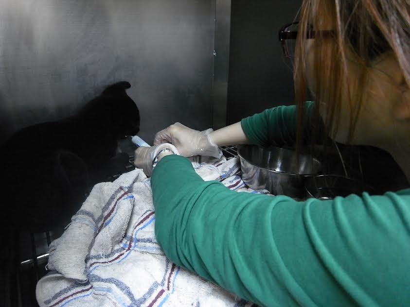 公收能給予動物的照顧可能很難比得上飼主，不過飼主應盡的義務，又怎麼會是公收來擦屁股？