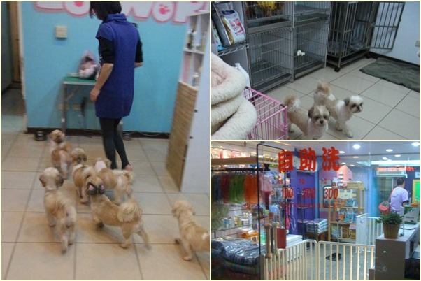 劉旻開設的寵物美容店都有中途狗狗的空間，頂讓之後，新店長也持續送養浪犬。　劉旻/提供