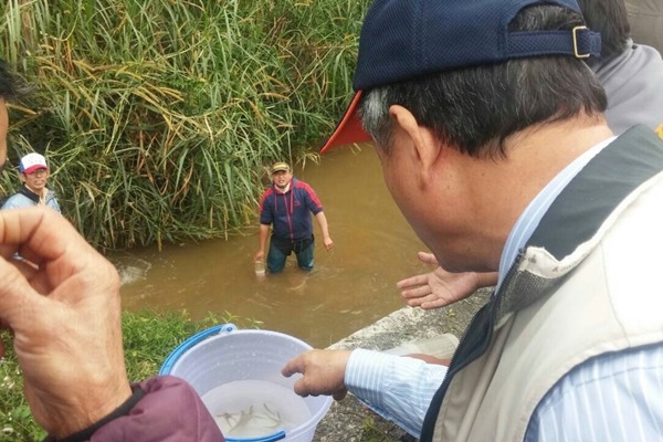 南投埔里一新社區移置白魚,但白魚棲地是開放環境,誘捕到十幾條魚中,可能只有1、2條是白魚。 農委會水土保持局/提供