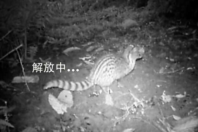 行蹤神祕的麝香貓排便時不怕鏡頭。  取自《星空下的匿行者----麝香貓》