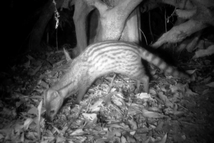 麝香貓跟人類活動範圍相近，分布於海拔100-1500公尺的地區。  取自《星空下的匿行者----麝香貓》