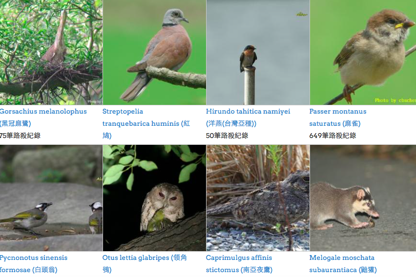 路殺社靠著網友力量累積多筆鳥類路死紀錄。 截圖自台灣野生動物路死觀察網