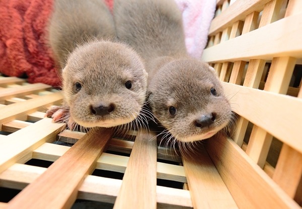 歐亞水獺、石虎、台灣黑熊的野生動物，保育腳步不能等，但少有候選人將牠們的權益列入政見中。　台北市立動物園/提供