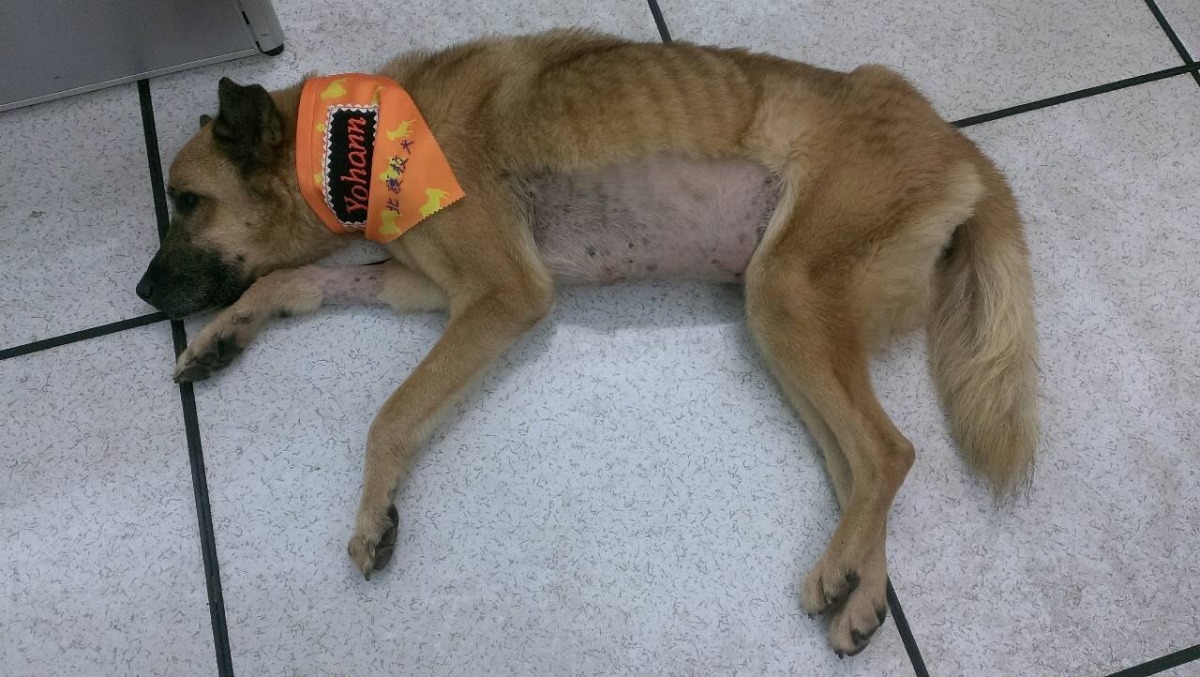 優漢已經回到學校，北護的師生特別幫牠戴上校犬專屬領巾。　陳美麗/提供