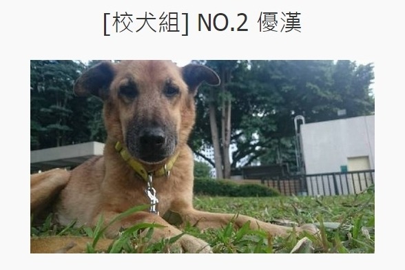 北護畢業生幫校犬優漢報名「校園星寵選拔賽」。 取自官網