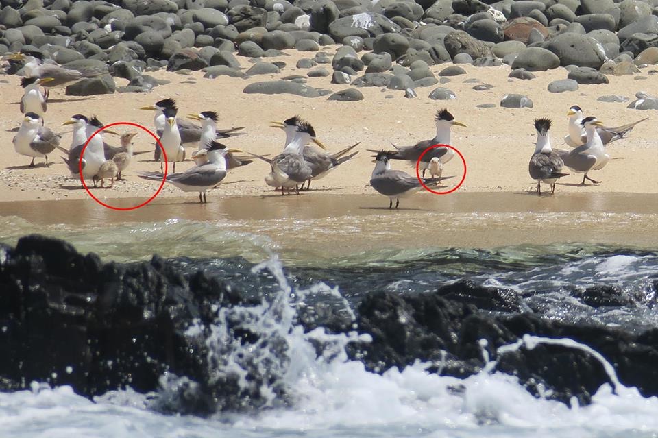 圖為在澎湖拍下的鳳頭燕鷗照片。　示意圖，台北市野鳥學會賴儀宣/攝