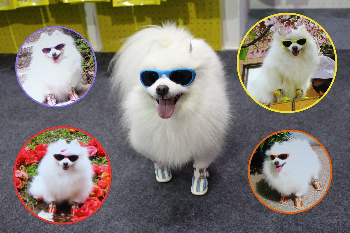 外出一定要搭配的「張惠妹」，牠的鞋跟墨鏡都是同色系唷！張爸爸說，戴墨鏡是為了預防白內障。　李娉婷/攝、翻攝